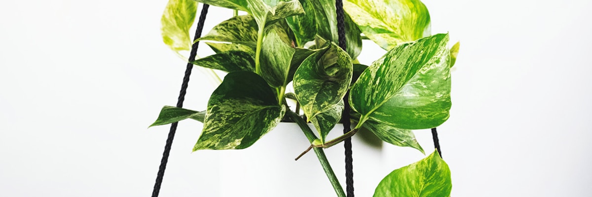 6686官网深度解析足球战术与球员表现